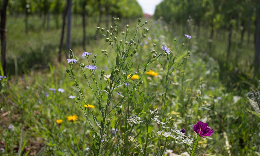 Selbst ausgesähte Wildblumen zwischen den Reihen im Weinberg bleiben erhalten