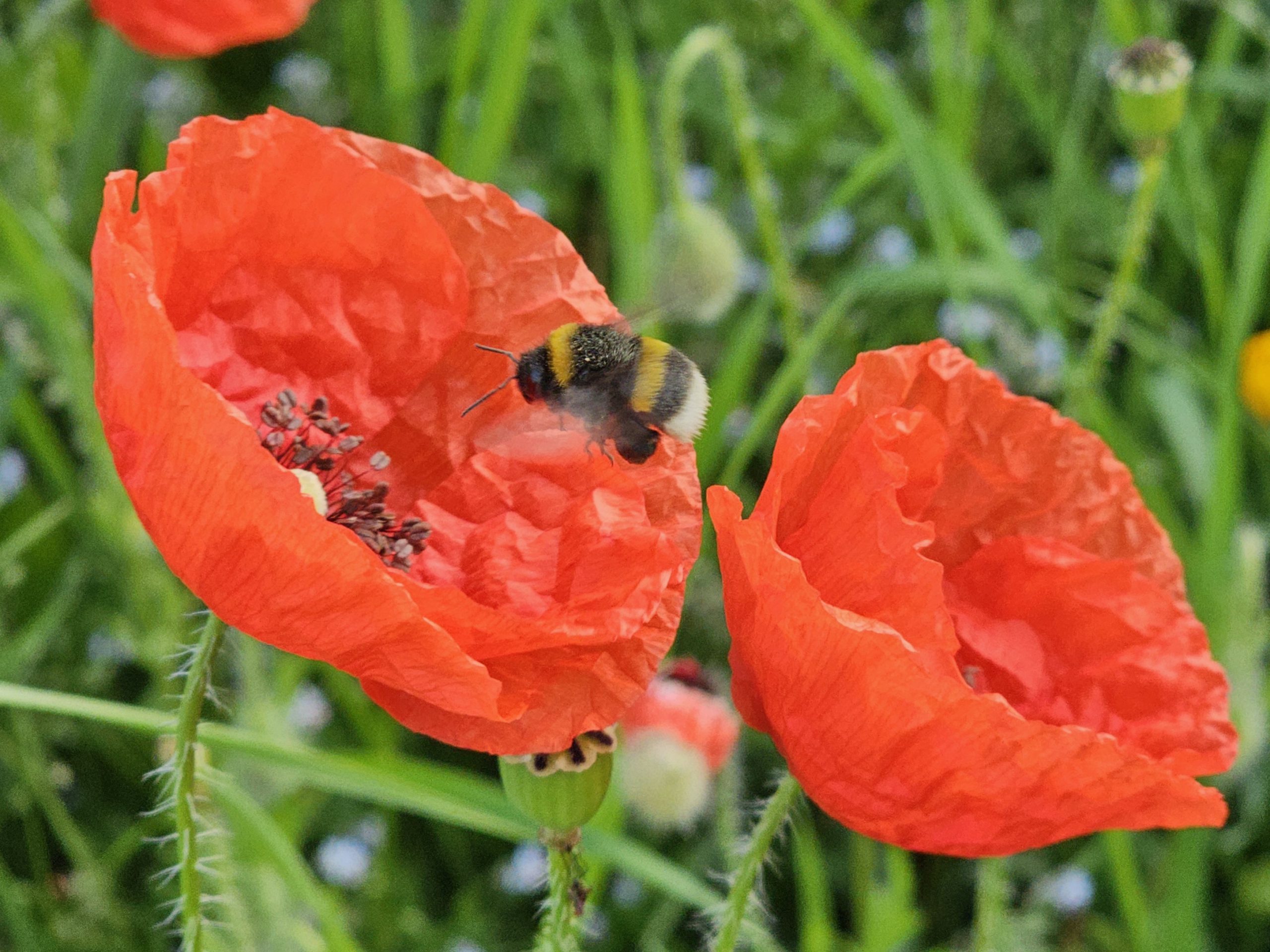 Eine Hummel in den blühenden Weinbergen