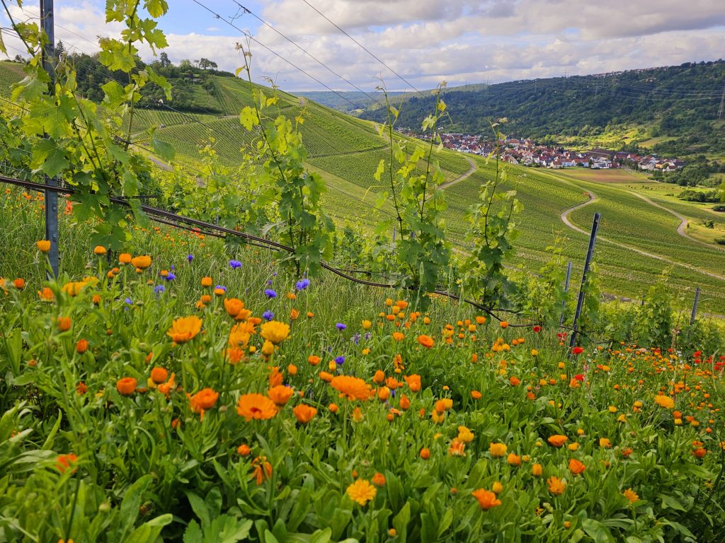 Blühende Weinberge in Weinstadt zur Erhaltung der Artenvielfalt und Festigung der Böden