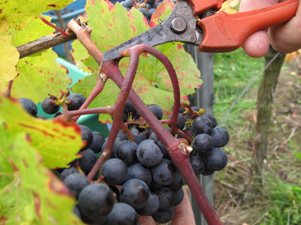Trauben werden mit einer Rebschere geerntet. Weinlese von Hand für größtmögliche Qualitätskontrolle