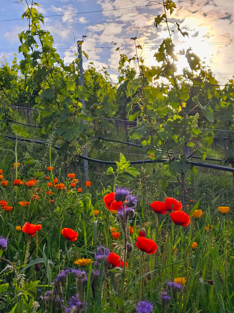 Vielfältige Blumenpracht zwischen den Weinreben sichert Artenvielfalt trotz Landwirtschaftlicher Nutzung