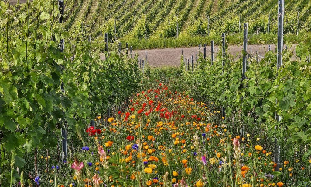 Speisekarte der Weinstube Dobler – Weingut Dobler